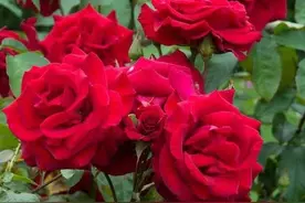 平阴玫瑰赋图片