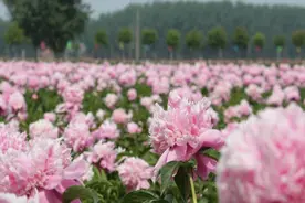 这个“五一”在菏泽赏花 去泰山新青年音乐节蹦迪图片
