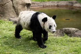 欢迎回家！丫丫与乐乐旅美20年：两只大熊猫在美经历了什么？图片