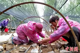 江苏徐州大沙河畔林下种植羊肚菌 “沙土窝”蝶变“致富湾”图片