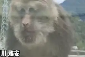 30秒｜猴子上车，电力工人动物奇遇记图片