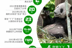 国宝“丫丫”回家了，数看她7325天的旅美生涯图片