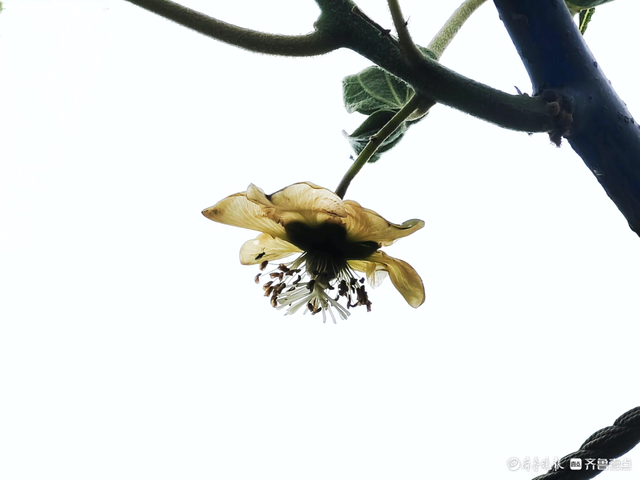 猕猴桃开花了，淡黄色的小花挂满枝头