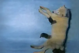 上海海昌海洋公园新生北极狼三胞胎和一只海豹幼崽图片