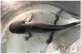 深圳湾海关查获活体濒危“六角恐龙”一只图片