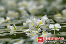 不要采摘！广西这种花晋升为国家二级保护植物图片