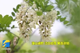 “邂逅”暮春，惊艳了时光！，滕州莲青山槐花盛开漫山遍野图片