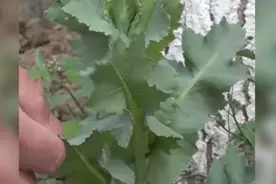 山东一男子将罂粟幼苗“藏“进蒜苗地，只为当菜吃视频封面