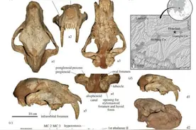剑齿虎如何演化出群居行为？最新化石研究发现源头在青藏高原图片