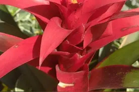 青未了|吉祥的花—鸿运当头图片