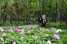 赏花逛非遗集市“五一”到通州漷县赏北京最大林下牡丹花海图片