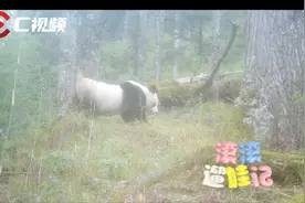 C视频丨唐家河大熊猫溜娃：现场“教学”如何标记领地图片