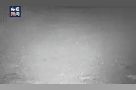 画面罕见！东北虎妈妈带四只虎宝宝夜晚外出觅食图片