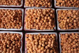 荔波万亩枇杷正金黄 陆续新鲜“上市”图片