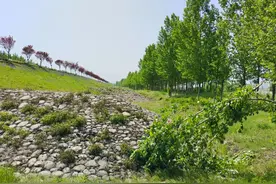 和父亲逛庙会，杂在人群中，我们仿佛新相知丨周末读诗图片