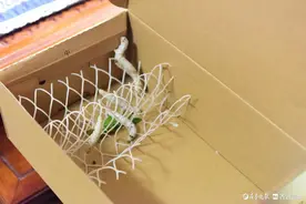 五一拍拍拍|记录一下，从蚕宝宝到蚕蛹图片