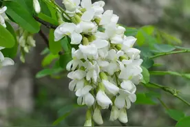 又到槐花飘香季 食花指南请收下图片