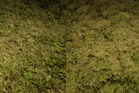 玩家替R星做了！《大表哥2》地形材质MOD上线图片