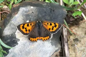 中国物种红色名录蝴蝶红灰蝶现身武汉图片