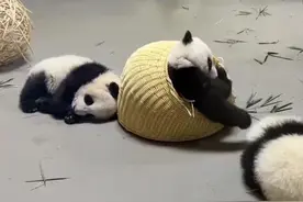 熊猫宝宝不午睡到处淘气图片