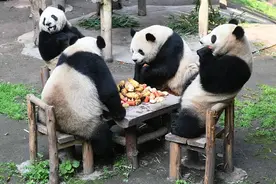 同年同月同日生！重庆动物园四只大熊猫“围炉煮茶”图片