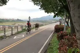 台媒：有人目击水牛在自行车道狂追骑车人，“民众要小心”图片