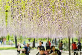 紫藤花、鲁冰花绽放，玉渊潭公园“五一”延续浪漫气息图片