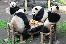 同年同月同日生！四只大熊猫“围炉煮茶”图片