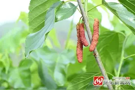 鹤城区坪星村：桑葚熟 待客来图片