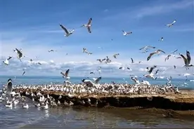 青海湖33800余只水鸟归来图片