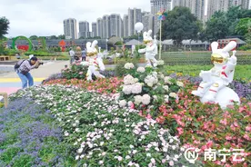 美丽“花境”展现自然趣味 南宁市民穿梭其中流连忘返图片