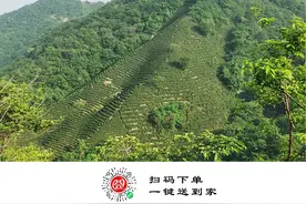 信阳毛尖“守”艺人伍德军：手工炒茶35载  只为做好一杯茶图片