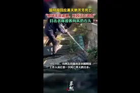 圆明园回应黑天鹅芳芳死亡：正在调查 目击者称游客向其扔石头图片
