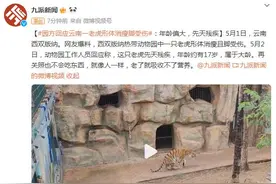 云南一老虎形体消瘦脚受伤 园方回应：年龄偏大，先天残疾图片