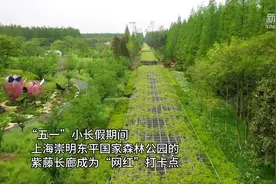 上海崇明：紫藤花开满庭芳图片