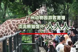 广州动物园游客激增，顶流熊猫馆外人人人图片