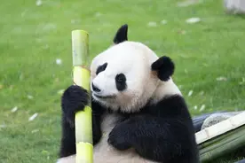 为何它只吃竹子不吃肉？揭秘大熊猫的“前世今生”图片