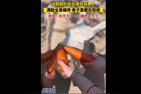 当假期的羊驼遇到胡萝卜：吃不下了，真吃不下图片