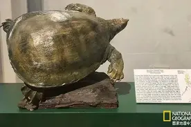 全世界仅存两只还都是公的，千年中国神龟终于绝后图片