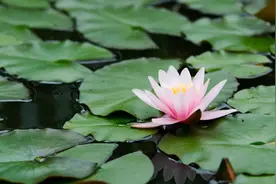 五月后用这叶子泡水、做菜，清暑利湿健脾胃​！味道还特别棒图片