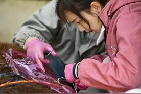 （图片故事）“95后”乡村女兽医扎根基层走红网络图片