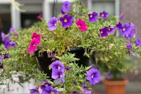 平均每人花费92元 母亲节澳洲消费预计飙升至9.25亿图片