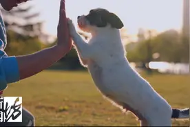 自闭症、阿尔茨海默症，连医生都棘手的治疗，狗狗们找到了好方法图片