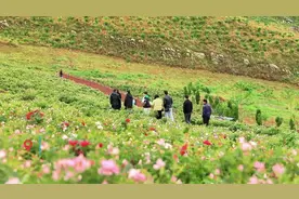 外地游客在湖南|锡矿山花海，10万游客赏景无忧图片