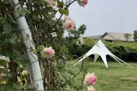 “混进”老年旅游团的年轻人：“朝九晚六”上班式旅游，不用担心购物被骗图片