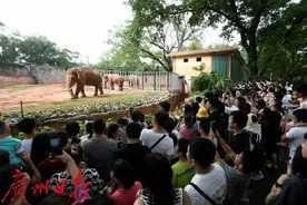 五一假期广州动物园迎客近35万人次图片
