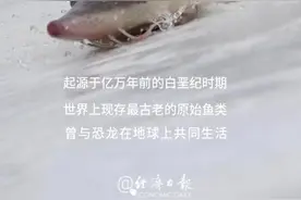 最古老的原始鱼类，全身都是宝图片