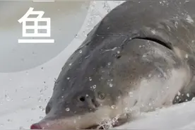 最古老的原始鱼类，全身都是宝图片