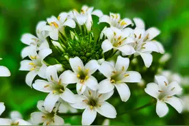 五一拍拍拍|路边的野草，开出一片洁白的小花图片