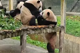 速来围观！大熊猫干架你打你的我吃我的图片